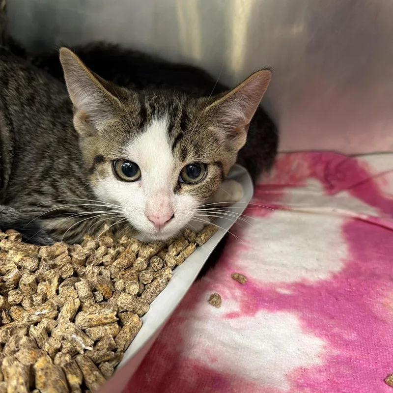 A baby small-sized male Domestic Short Hair cat named "Zinnia" for adoption in Perkiomenville, PA