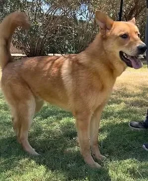 A young medium-sized male Golden German Shepherd Dog dog named Fin for adoption in Glendale, AZ