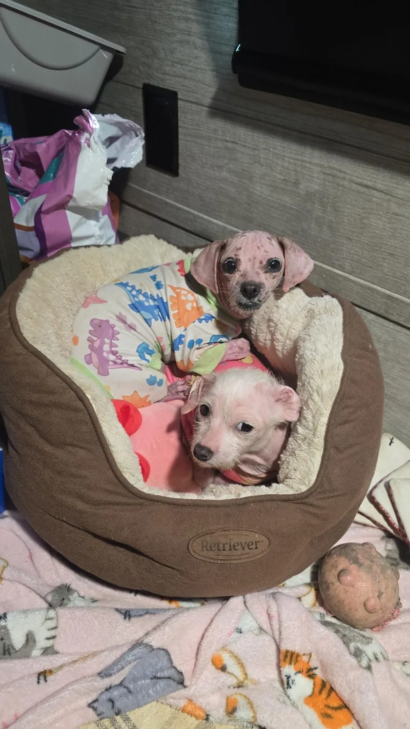 Millie & Teeny Bonded thumbnail 3