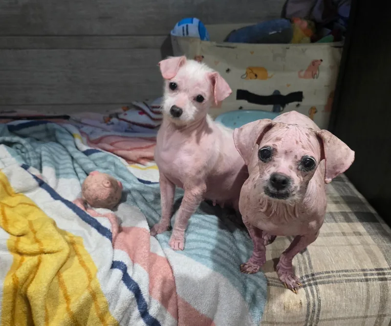 Millie & Teeny Bonded thumbnail 5