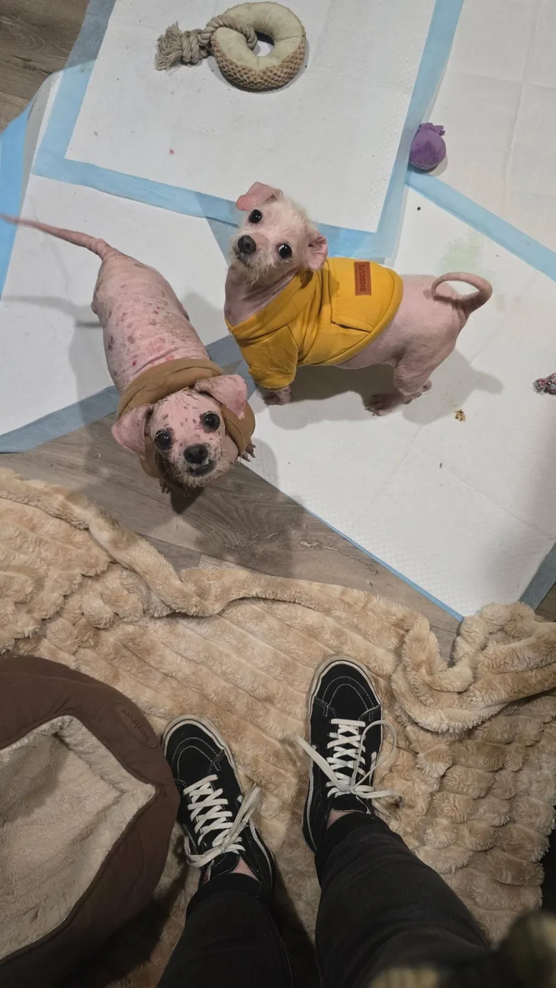 Millie & Teeny Bonded thumbnail 6