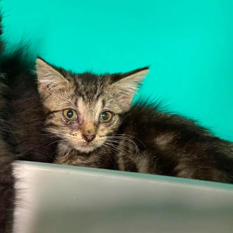 A baby small-sized female Brown / Chocolate Domestic Short Hair cat named Odette for adoption in Edwardsville, IL