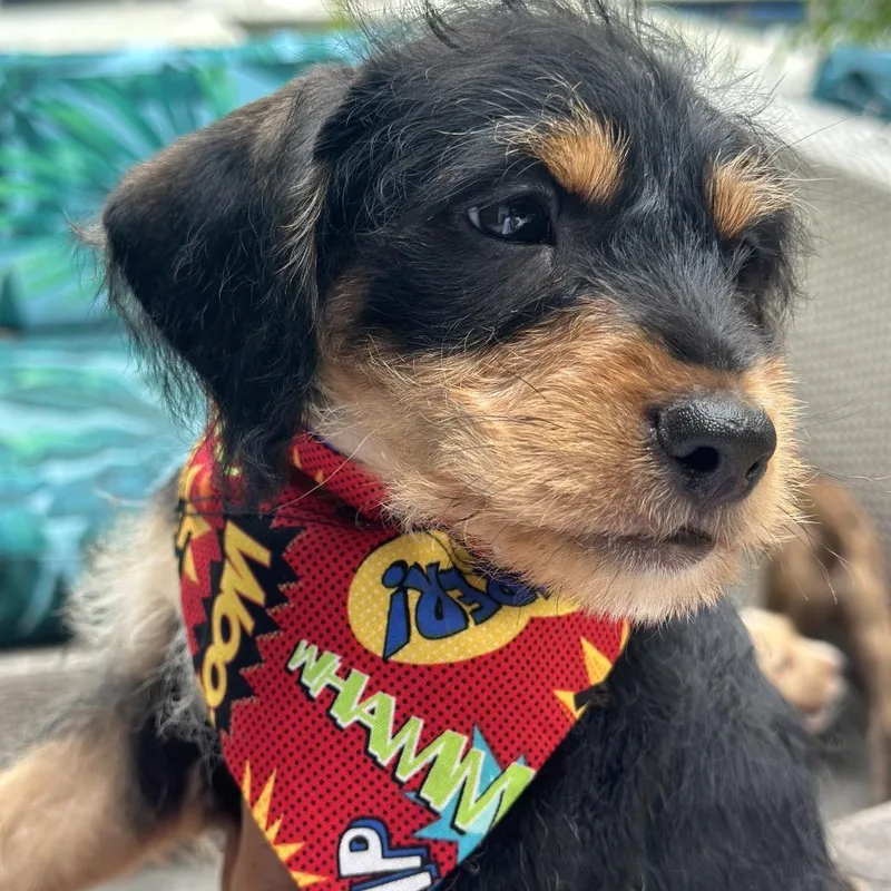 A baby small-sized male Black Terrier dog named Rex for adoption in Houston, TX