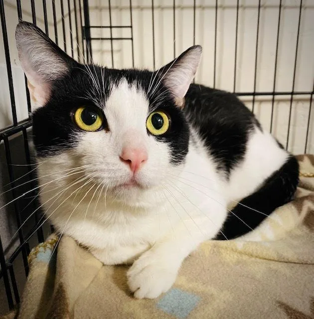 An adult medium-sized male Black & White / Tuxedo Domestic Short Hair cat named Macky for adoption in Duxbury, MA