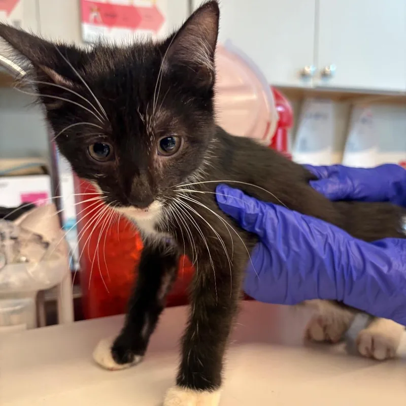 A baby small-sized male Black Domestic Short Hair cat named Haskell for adoption in Huntington, WV
