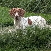A baby medium-sized female White / Cream Mixed Breed dog named Cora for adoption in Jeffersonville, IN