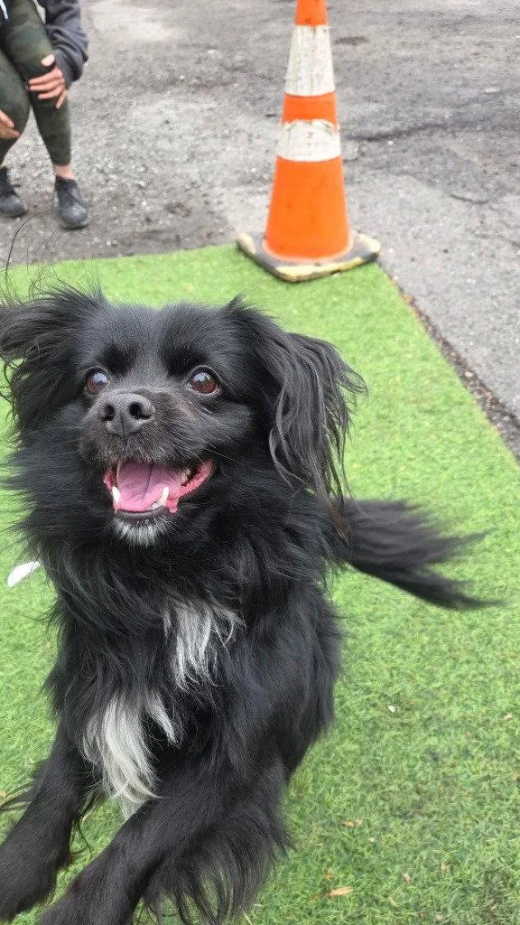 An adult small-sized male Tibetan Spaniel dog named Pierre for adoption in Sayreville, NJ