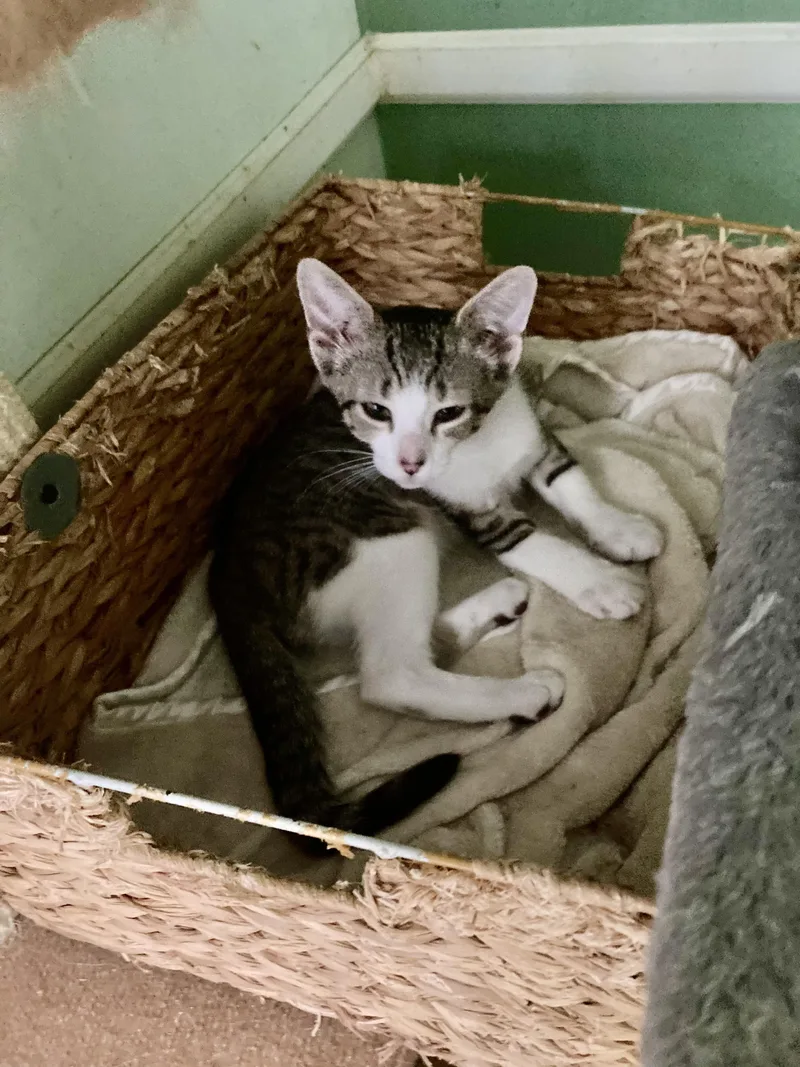 A young medium-sized female Tabby (Brown / Chocolate) Domestic Short Hair cat named April for adoption in Philadelphia, PA