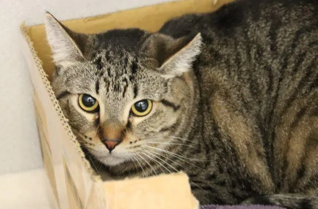 A young small-sized female Domestic Short Hair cat named Sir Squeak for adoption in Tucson, AZ