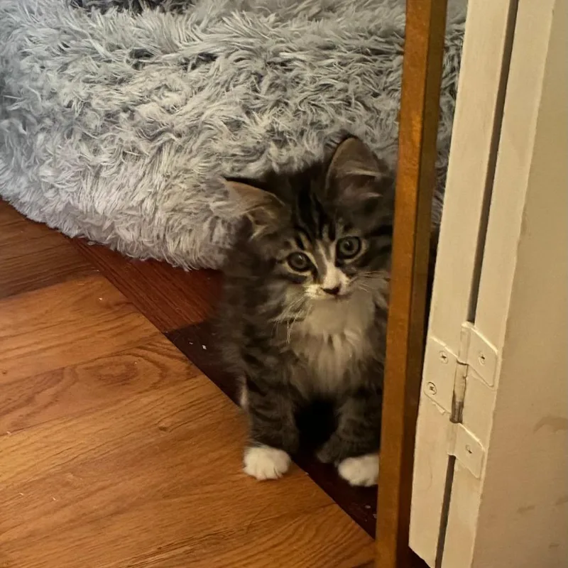 A baby small-sized male Brown / Chocolate Domestic Medium Hair cat named Oakley for adoption in Mebane, NC