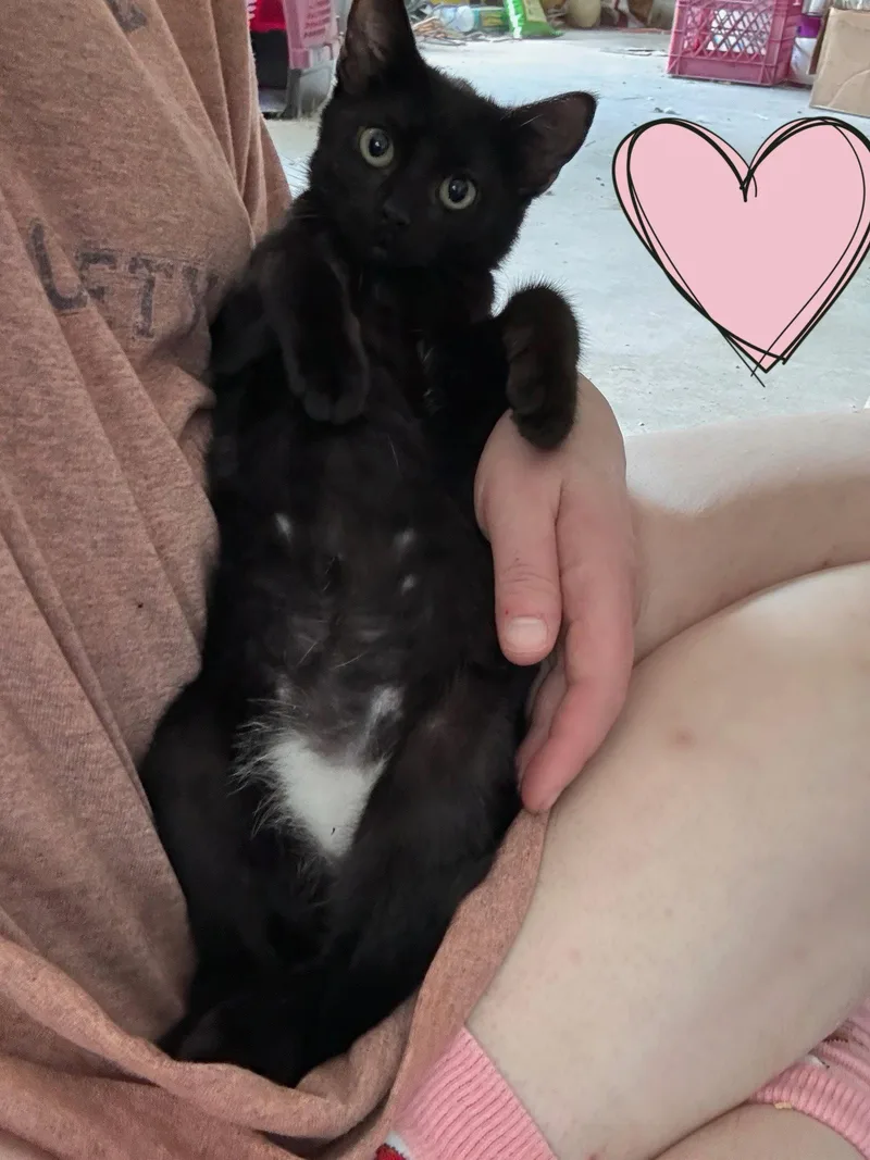 A baby medium-sized female Black Domestic Short Hair cat named Underoos for adoption in Locust Grove, GA