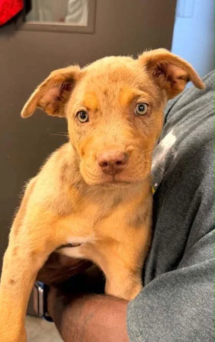 A young small-sized male Catahoula Leopard Dog dog named Firecracker for adoption in Bowling Green, KY