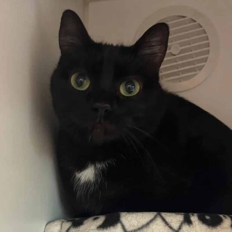 An adult small-sized female Black Domestic Short Hair cat named Valentine for adoption in Naperville, IL
