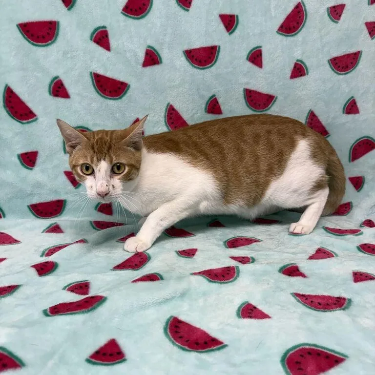 A young medium-sized male Tabby (Orange / Red) Domestic Short Hair cat named Benny for adoption in Valdosta, GA