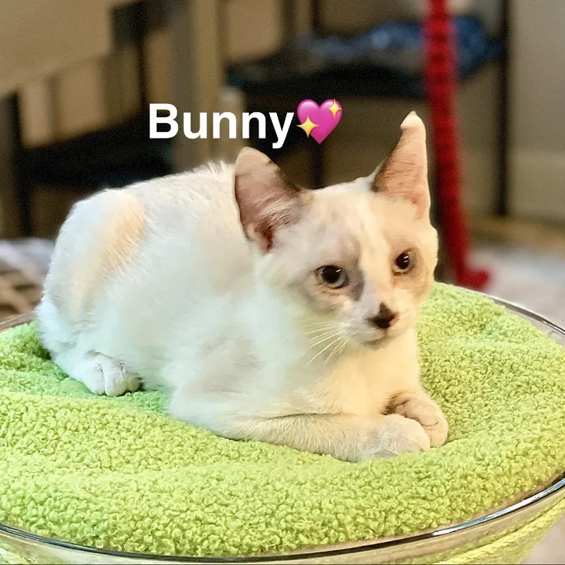 Bunny thumbnail 2