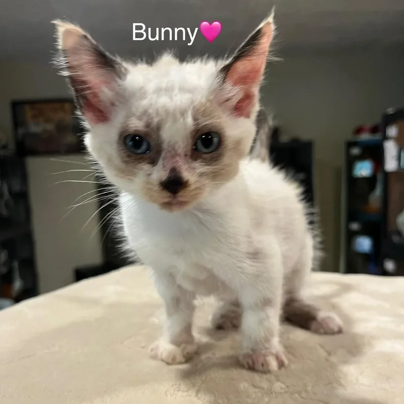 Bunny thumbnail 3