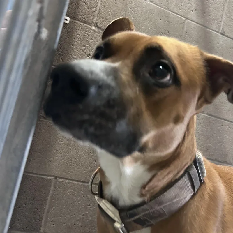 An adult large-sized male Pit Bull Terrier dog named Ray for adoption in Yuma, AZ