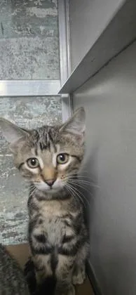 A baby small-sized male Domestic Short Hair cat named Doug for adoption in Paducah, KY