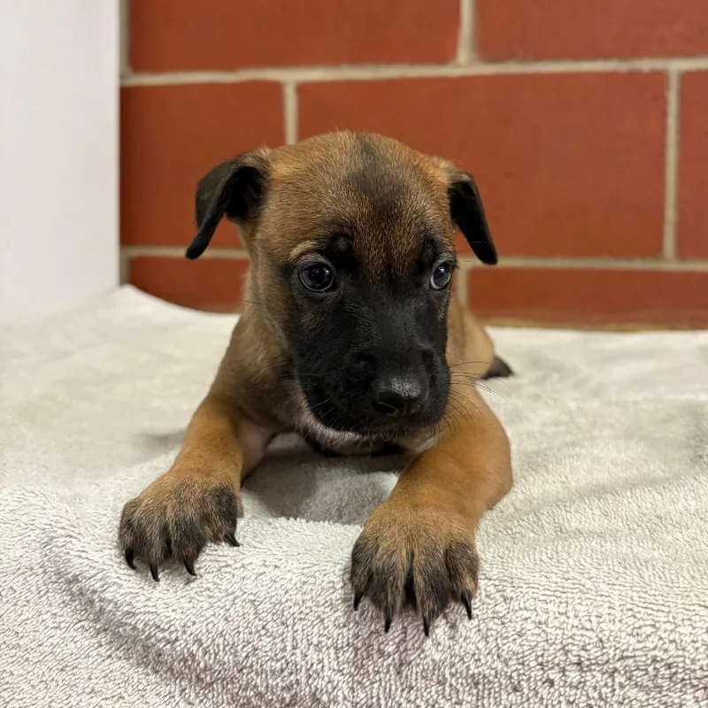 A baby small-sized female Brown / Chocolate Shepherd dog named Ruth for adoption in Cabot, AR