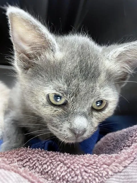 A baby medium-sized female Gray / Blue / Silver Domestic Short Hair cat named Cabbage for adoption in Nashville, TN