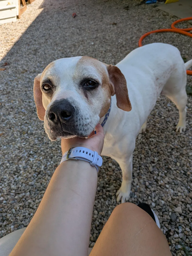 A senior large-sized female Pit Bull Terrier dog named Ella for adoption in Middlebury, CT
