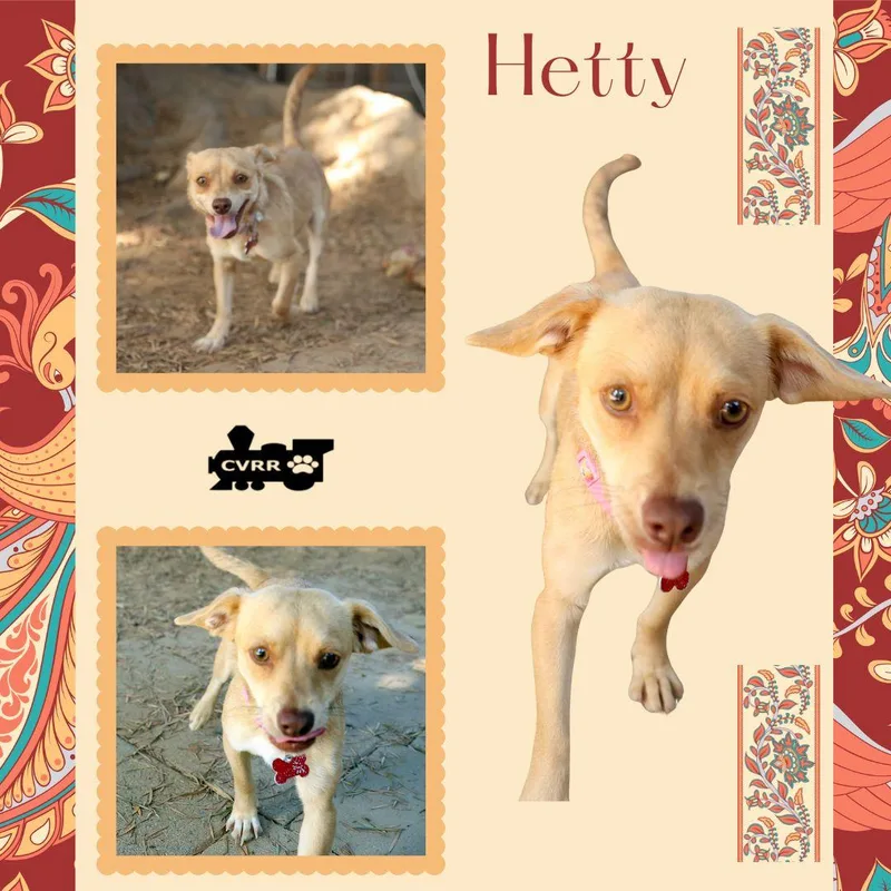 An adult small-sized female Chihuahua dog named Hetty for adoption in LINDSAY, CA