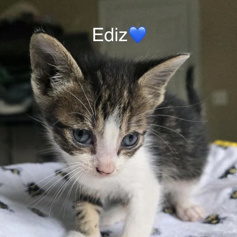 A baby small-sized male Brown / Chocolate Domestic Short Hair cat named Ediz for adoption in Peachtree City, GA