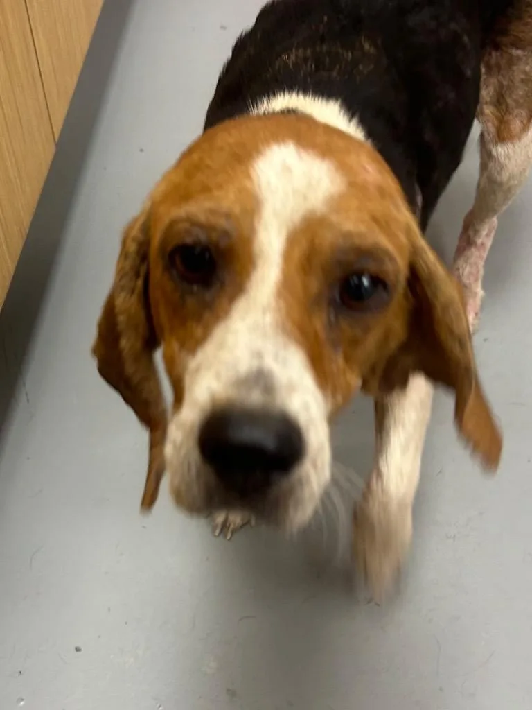 A young medium-sized female Beagle dog named Dorothy for adoption in Hartsville, SC