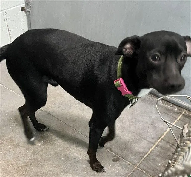 A young small-sized male Chihuahua dog named Onyx for adoption in Tavares, FL