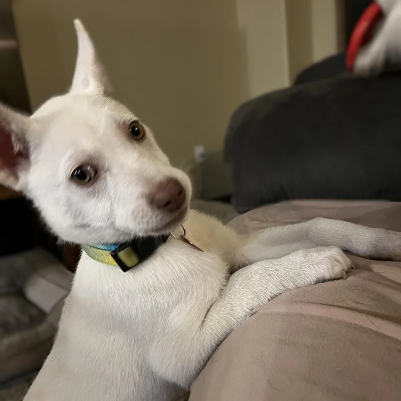 A young large-sized female Husky dog named Rupee for adoption in Fargo, ND
