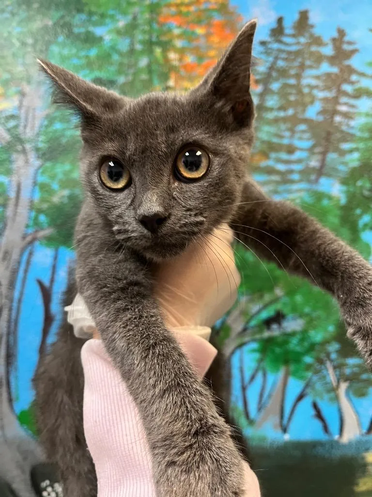 A baby medium-sized male Domestic Short Hair cat named Gunsmoke for adoption in New Braunfels, TX