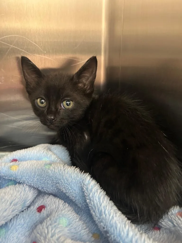 A baby medium-sized male Domestic Short Hair cat named Billy for adoption in Seven Points, TX