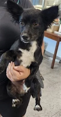 A young small-sized female Chihuahua dog named Pinky for adoption in Los Angeles, CA