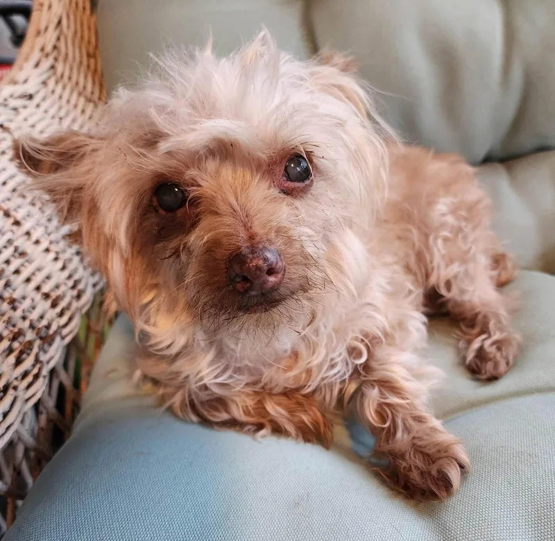 A senior small-sized female Yorkshire Terrier dog named Maple for adoption in Southaven, MS