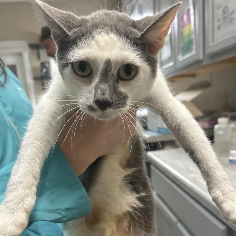 An adult medium-sized female Gray / Blue / Silver Domestic Short Hair cat named Miranda for adoption in Lewisburg, WV