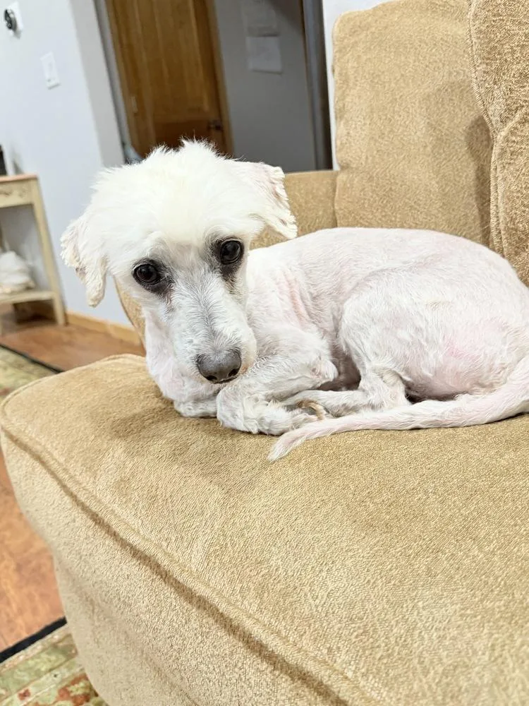 An adult small-sized male White / Cream Poodle dog named Toolonga for adoption in Parker, CO