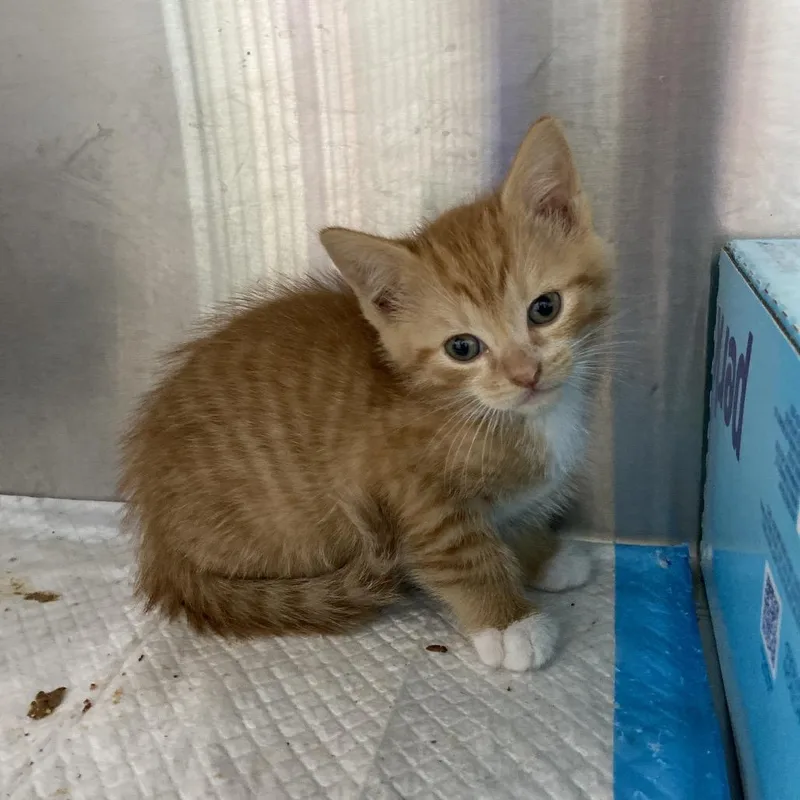 A baby small-sized male Orange / Red Domestic Short Hair cat named Pumpkin for adoption in Greensboro, NC
