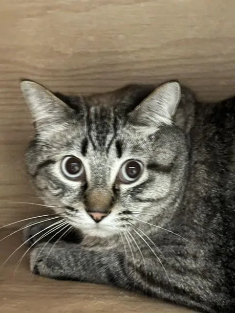 An adult large-sized male Tabby (Brown / Chocolate) Domestic Short Hair cat named Jackson for adoption in Granby, CO