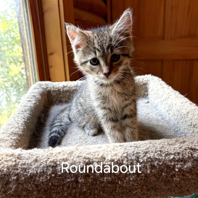 A baby small-sized male Brown / Chocolate Domestic Short Hair cat named Round for adoption in Fredericksburg, VA