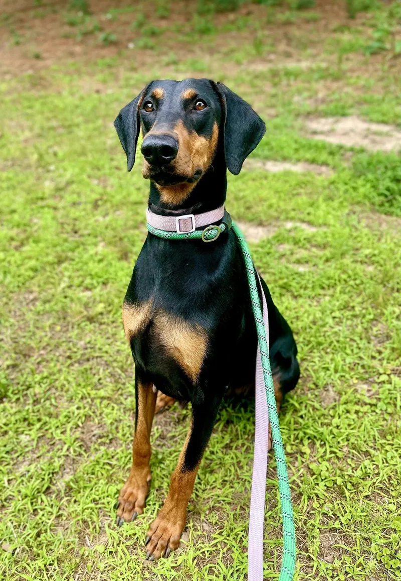 A young large-sized female Black Doberman Pinscher dog named Mia for adoption in Benbrook, TX