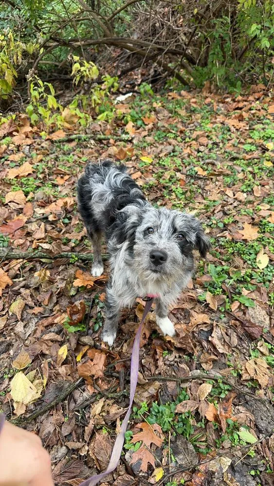 Autumn : Muffin thumbnail 2