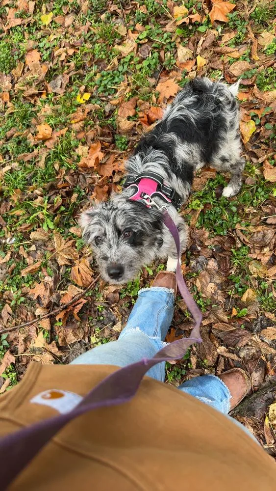 Autumn : Muffin thumbnail 5