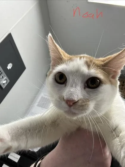 A baby medium-sized male Domestic Short Hair cat named Noah for adoption in West Chester, PA
