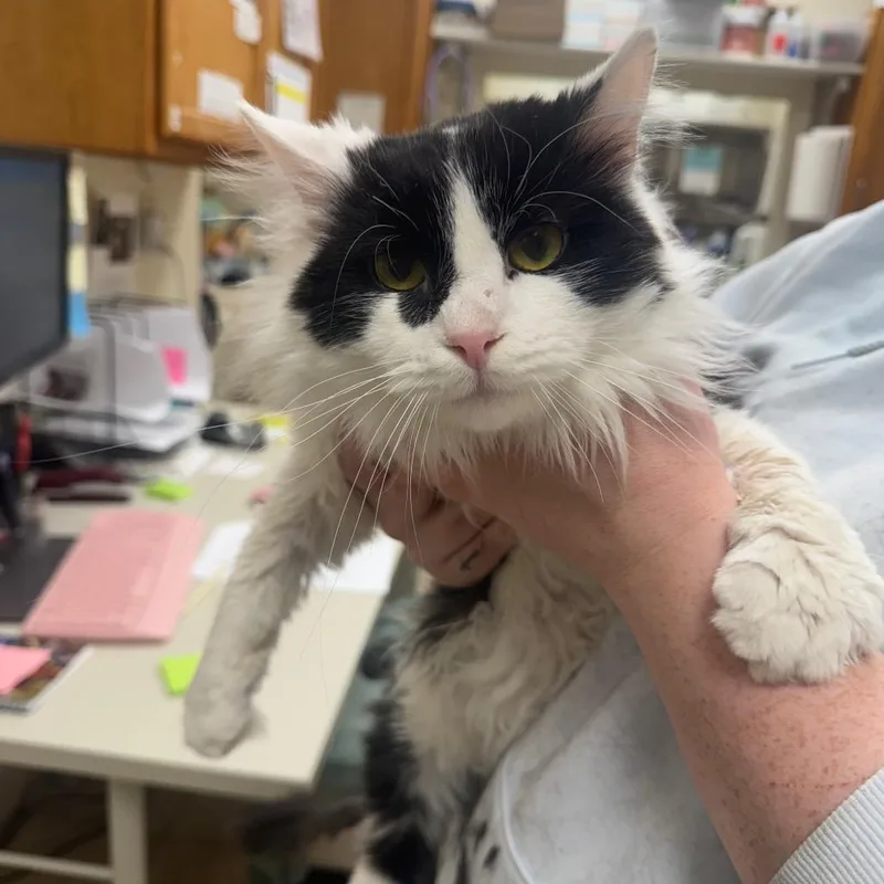 An adult medium-sized male White Domestic Long Hair cat named Fluffy Cow for adoption in Pekin, IL