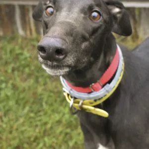 An adult large-sized male Greyhound dog named Ford Cobra Jet for adoption in grandville, MI