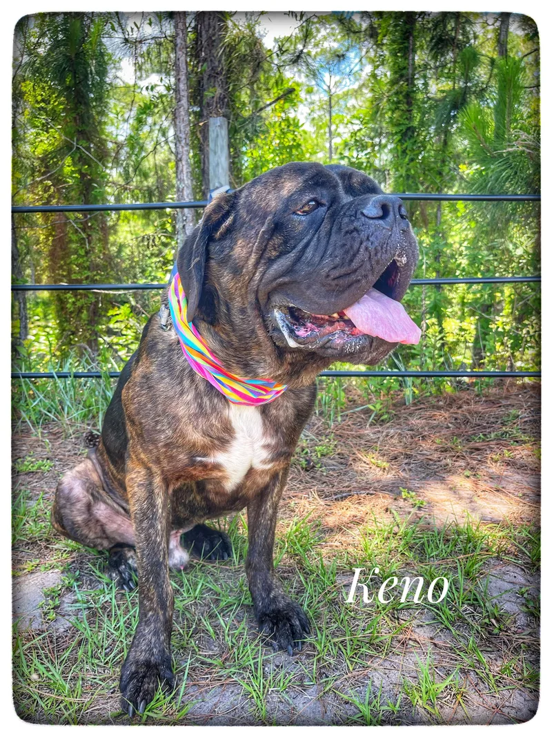 Keno thumbnail 3