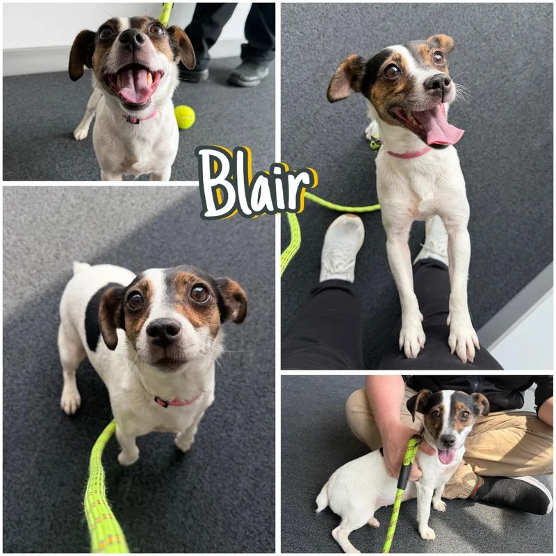 Blair thumbnail 2
