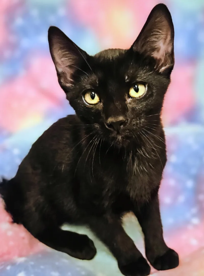 A baby medium-sized male Black Domestic Short Hair cat named Gabe Rancho Cucamonga for adoption in Yorba Linda, CA