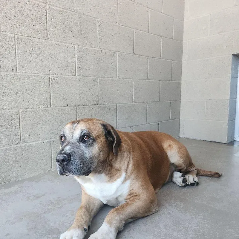 An adult medium-sized male Brown / Chocolate American Bulldog dog named Smithers for adoption in Kingman, AZ