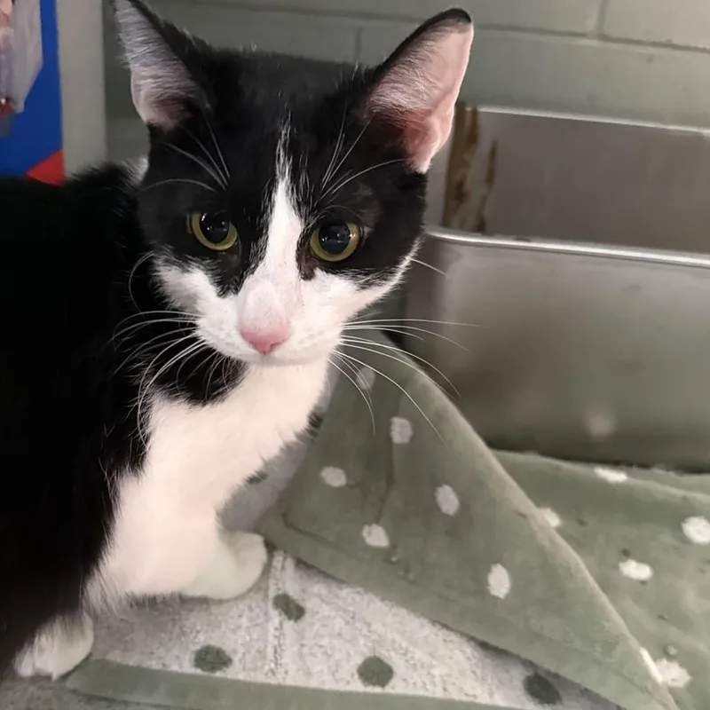 An adult medium-sized male Black Domestic Short Hair cat named Mayor for adoption in Indianapolis, IN